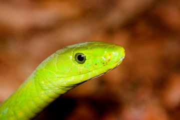Grüne Mamba