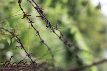 barbed wire fence