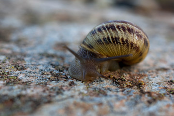 Snail