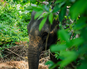 the elephant trunk and face in forest with tourist at phuket, thailand