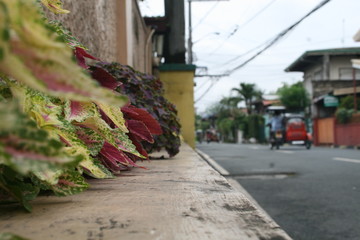 Streetside Plants