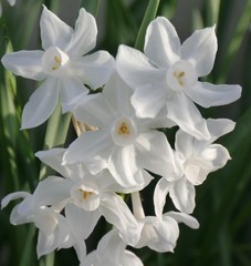 Narcissus in Spring Sunlight