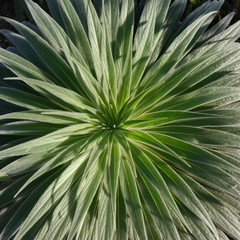 Fototapeta premium Spiky Evergreen Plant