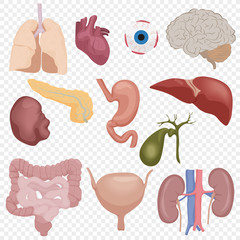 Human body internal parts organs set isolated on the transperant alpha background.