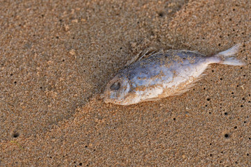 Dead fish on the beach. Water pollution concept/Dead fish on the beach/ Dead fish on the beach. Close up (dead, fish, pollution)