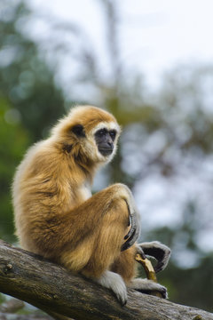 Brown monkey with black face on tree branch