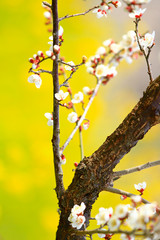 Japanese Apricot(Plum Blossom) in Minabe Town Wakayama Prefecture Japan. With a bright yellow background covered with field mustard, is one of early Spring features, and the poem about Spring in Japan