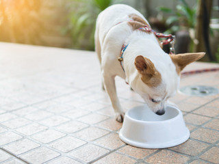 Chihuahua dog eating food in home