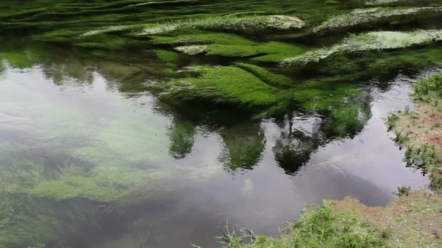 Green vegetation under Clear pure water in Blue Springs, Te Waihou, New Zealand
