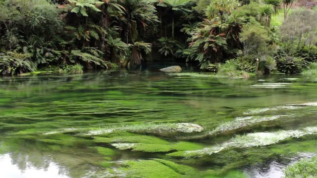 The Blue Springs, Te Waihou Walkway, New Zealand