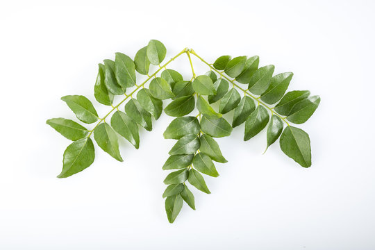 Top View of Fresh Green Curry Leaves Isolated on White Background Shot in Studio.
