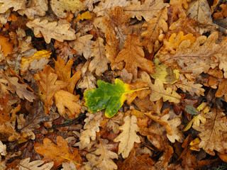 Fallen leaves on the ground