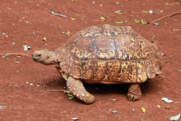 Leopard tortoise, Nairobi area, Kenya