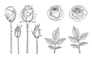 Rose vector set by hand drawing.Beautiful flower on white background.Rose art highly detailed in line art style.Flower tattoo on vintage paper.