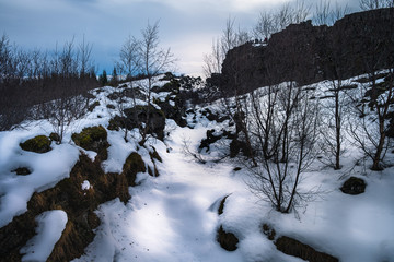 Lava rock (and dried trees) coverd by snow,  Tectonic plates of the North American and European continents going through Thingvellir National park, Iceland.