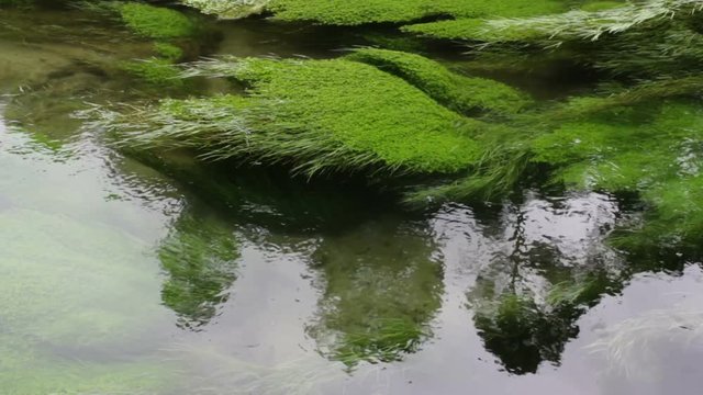 Clear pure water in Blue Springs, Te Waihou walkway, New Zealand