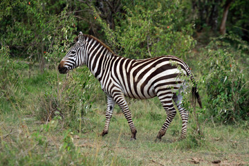 Fototapeta na wymiar Zebras, Maasai Mara National Reserve, Kenya