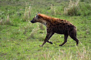 Spotted hyena, Masai Mara National Reserve, Kenya
