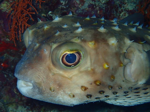 Igelfisch