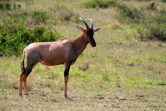 Common tsessebe, Maasai Mara National Reserve, Kenya