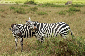 Fototapeta na wymiar Zebras, Maasai Mara National Reserve, Kenya