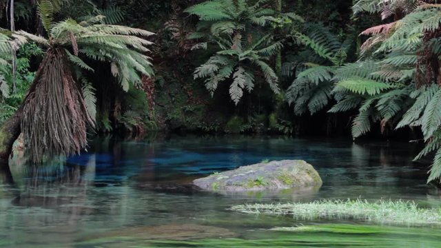 The Blue Springs, Te Waihou Walkway, New Zealand