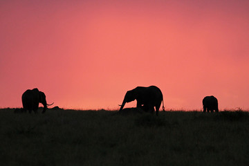 Elephants, Masai Mara National Reserve, Kenya