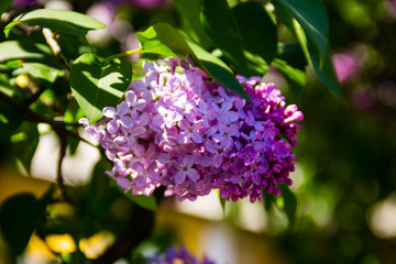 Purple lilac flowers on a bush