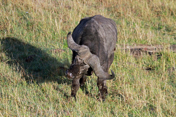 Buffalo, Masai Mara National Reserve, Kenya