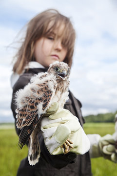 Young girl wearing leather gloves holding young bird