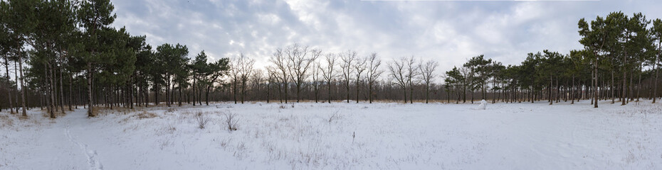 Panorama of a snowy forest. Bare trees surrounded on both sides by pines.