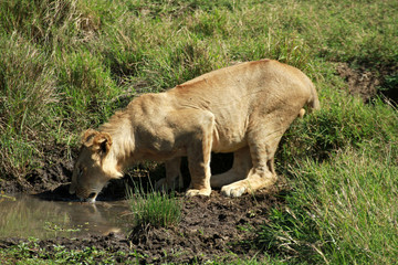 African Lion female, Masai Mara National Reserve, Kenya