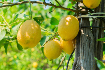 Lemon garden of Sorrento