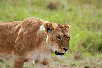 African Lion female, Masai Mara National Reserve, Kenya