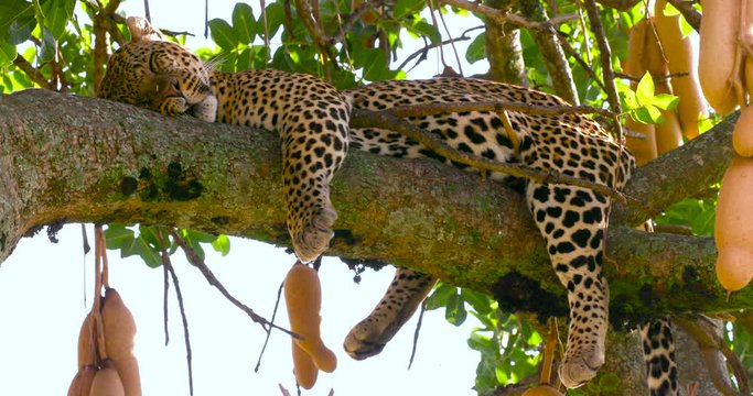 Leopard Laying In Sausage Tree; Maasai Mara Day 4; Maasai Mara, Kenya, Africa