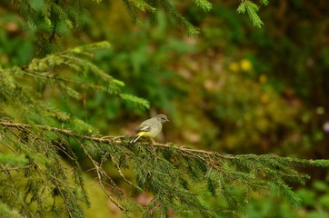 Bergeronnette des ruisseaux (Motacilla cinerea)