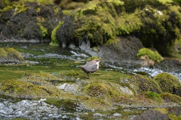 Cincle plongeur (Cinclus cinclus)