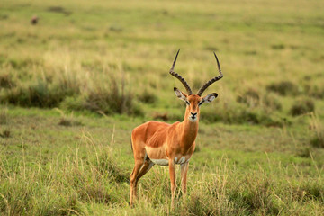 Naklejka na ściany i meble Impala, Masai Mara National Reserve, Kenya