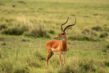 Naklejka na ściany i meble Impala, Masai Mara National Reserve, Kenya