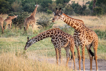 Large Family of Wild Masai or Kilimanjaro Giraffes - Scientific name: Giraffa tippelskirchi - Feeding off tall Grass and small Trees