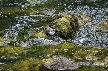 Cincle plongeur (Cinclus cinclus)