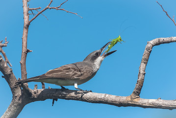 Grey Kingbird, bird eating a grasshopper on a branch
