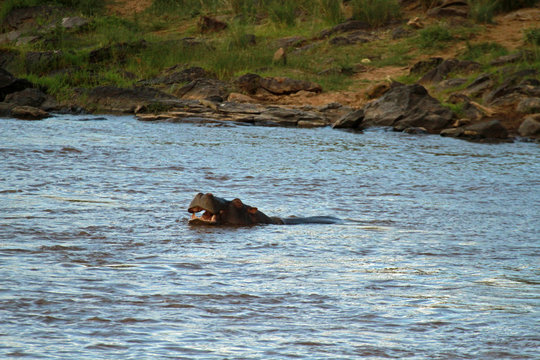 Hippopotamus, Masai Mara National Reserve, Kenya