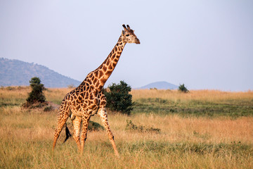 Huge Male Maasai or Kilimanjaro Giraffe - Scientific name: Giraffa tippilskirchi - Walking Slowly and Elegant through His Natural Environment