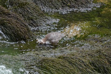 Cincle plongeur (Cinclus cinclus)