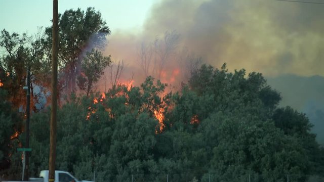 Burning Forest. California Wildfire Closeup Photo.