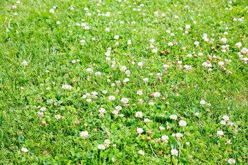 green meadow with white clover flowers