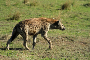 Spotted hyena, Masai Mara National Reserve, Kenya