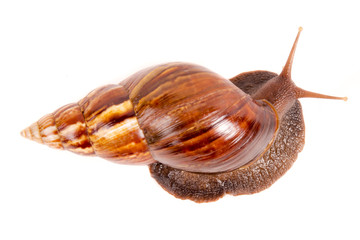 Snail (Amphidromus)