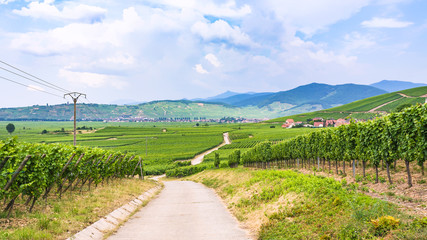 Fototapeta na wymiar country road between vineyards in Alsace
